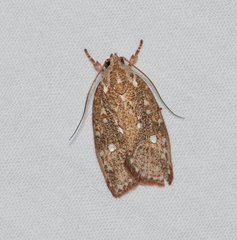 Euchaetis metallota
