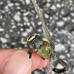 Anax parthenope julius