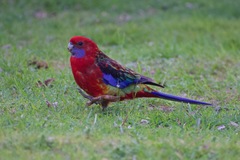 Platycercus elegans × eximius