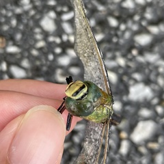 Anax parthenope julius