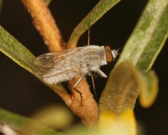 Acrosathe annulata