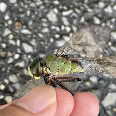 Anax parthenope julius
