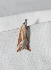 Arotrophora arcuatalis