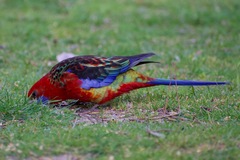 Platycercus elegans × eximius