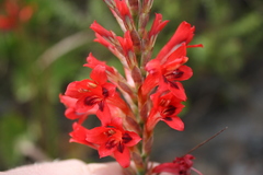 Tritoniopsis triticea