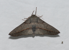 Antictenia punctunculus