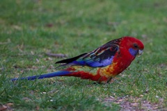 Platycercus elegans × eximius