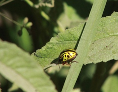 Calligrapha serpentina