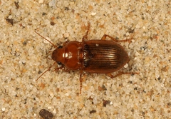 Amara fulva