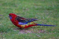 Platycercus elegans × eximius