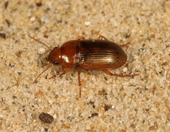 Amara fulva