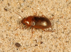 Amara fulva