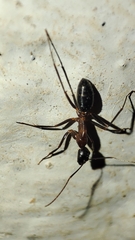 Camponotus barbaricus