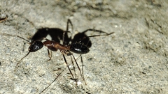 Camponotus barbaricus