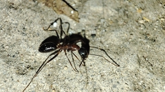 Camponotus barbaricus