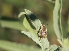 Diadasia
