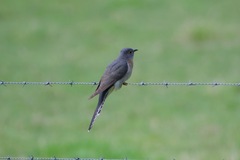 Cacomantis flabelliformis