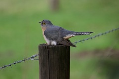 Cacomantis flabelliformis