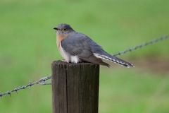 Cacomantis flabelliformis