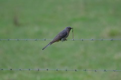 Cacomantis flabelliformis