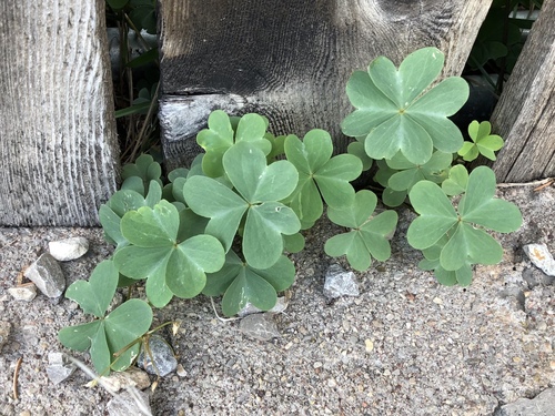 Blue woodsorrel (Oxalis caerulea)