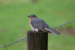 Cacomantis flabelliformis