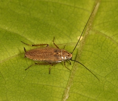 Capraiellus panzeri
