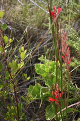 Tritoniopsis triticea