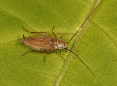 Capraiellus panzeri
