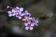 Euryomyrtus ramosissima