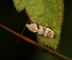 Caryocolum blandulella