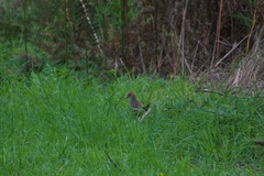 Gallirallus philippensis