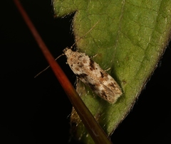 Caryocolum blandulella