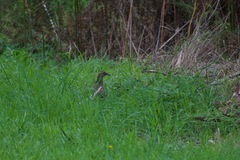 Gallirallus philippensis