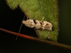 Caryocolum blandulella