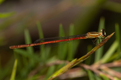 Argiocnemis rubescens
