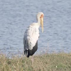 Mycteria ibis