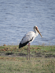 Mycteria ibis