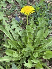 Taraxacum officinale