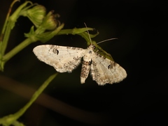Eupithecia centaureata