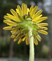Taraxacum officinale