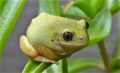 Brown-Backed Tree Frog photo 3