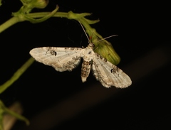 Eupithecia centaureata