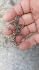 Afrogecko porphyreus
