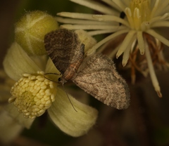Eupithecia haworthiata