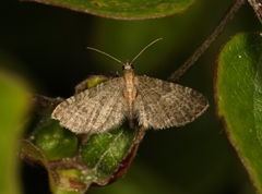Eupithecia haworthiata