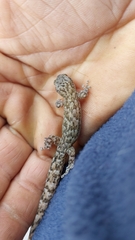 Afrogecko porphyreus