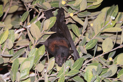 Pteropus alecto