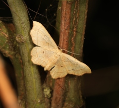 Idaea emarginata