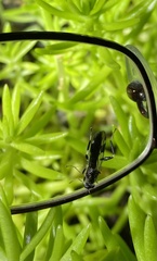 Exaireta spinigera